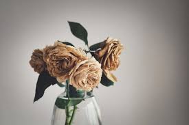 Dry Rose